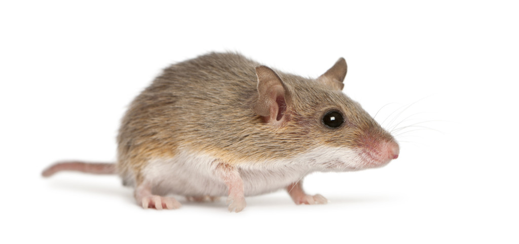 Ratón pigmeo africano